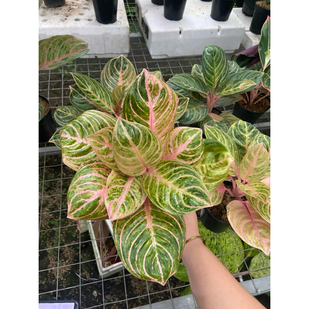 AGLAONEMA RINJANI GOLDEN