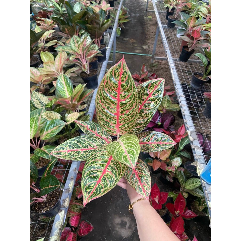 AGLAONEMA RED DIANA