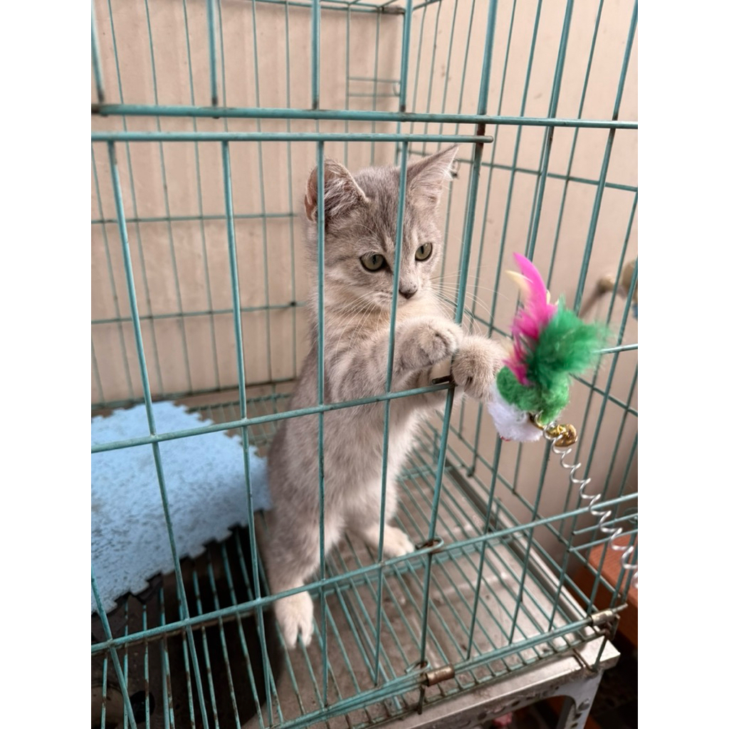Kucing Munchkin BSH scottish fold