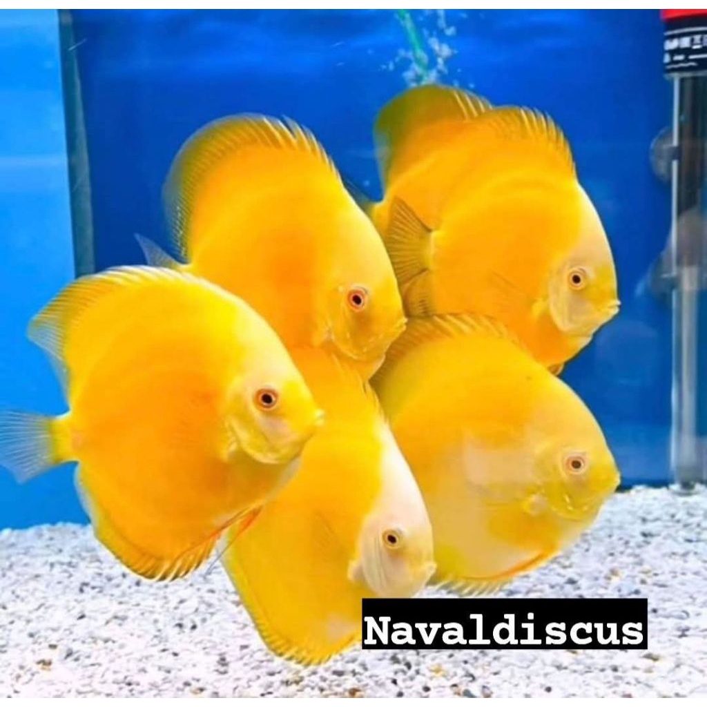 ikan discus Golden berkualitas terbaik cocok buat pajangan aquarium kesayangan anda size 4 inch