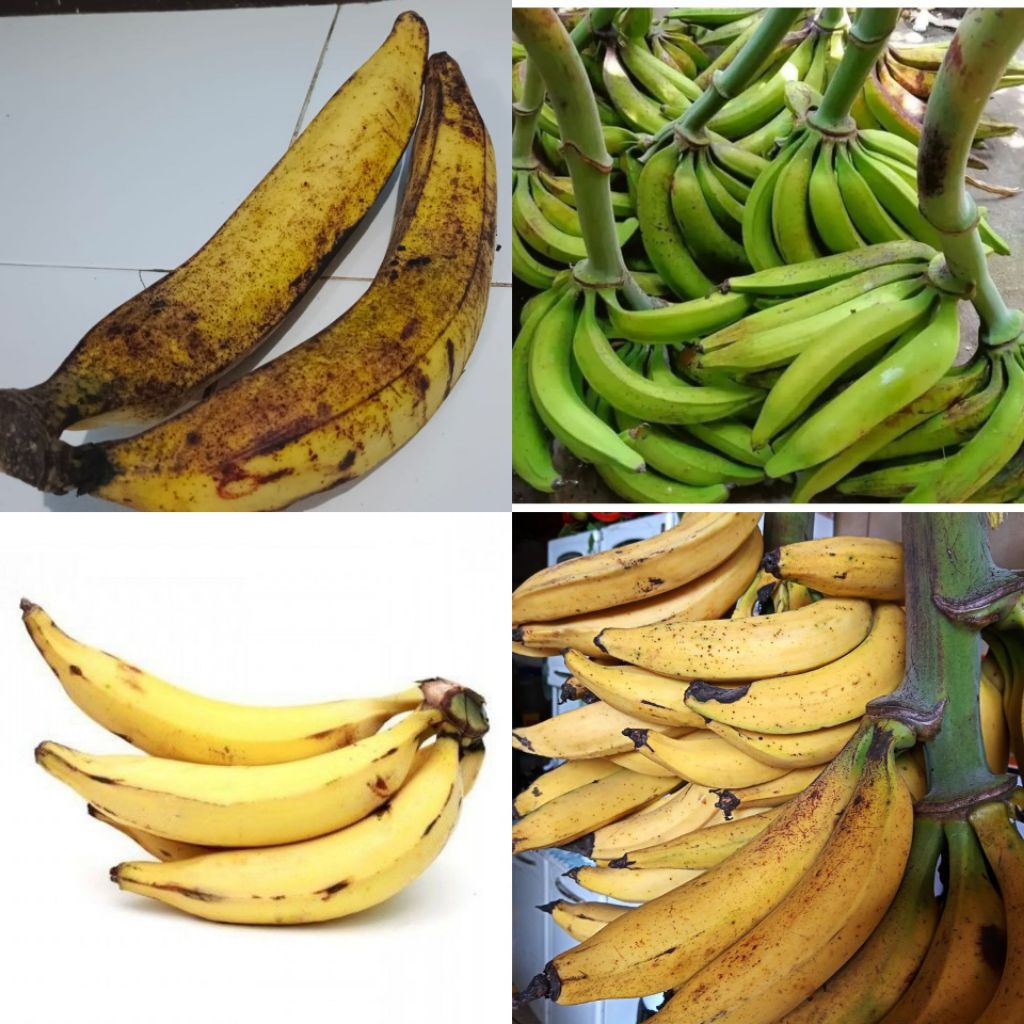 Pisang Tanduk Termurah – Pisang Tanduk Besar Untuk Gorengan / Kolak