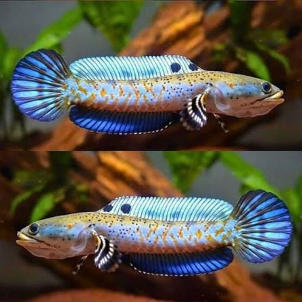 Baby blue pulchra size 3-6cm bahan progesmu kualitas terjamin