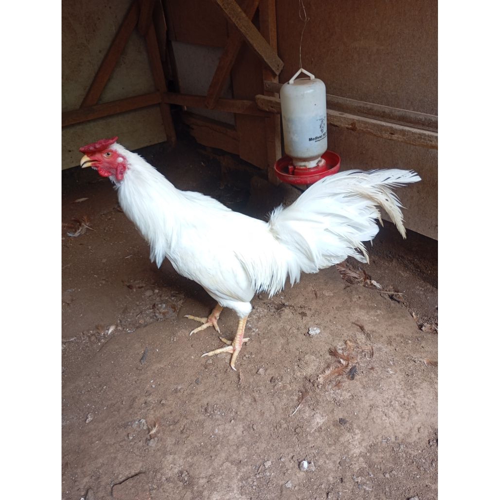 Ayam kampung putih jantan jago muda di Jakarta