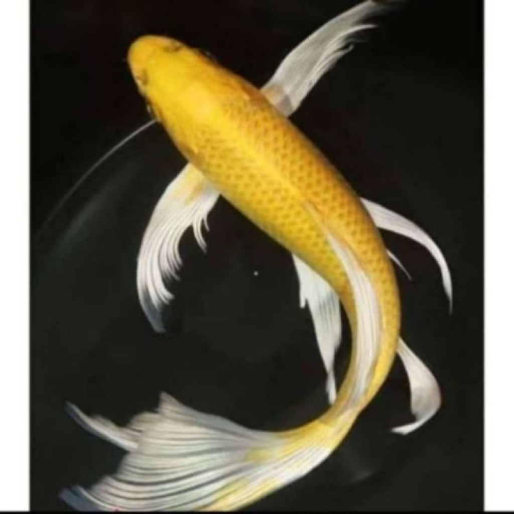 KOI OGON SLAYER 15cm