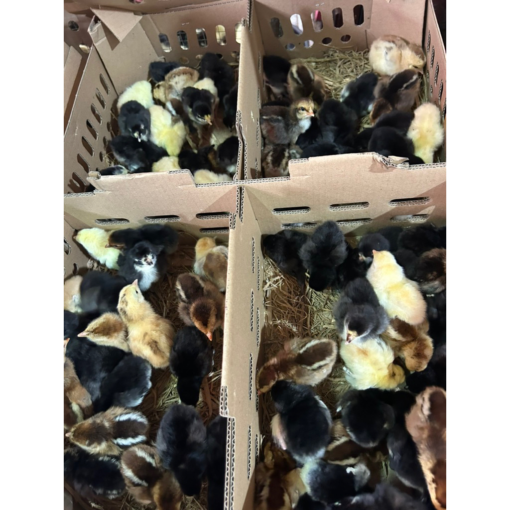 Doc Ayam Kampung isi 100 ekor(1 box) vaksin
