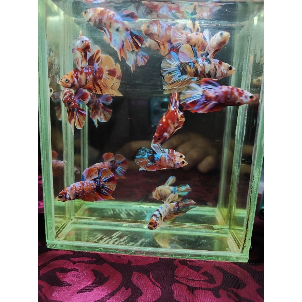 Ikan cupang nemo copper, multicolor & yellow koi original & sehat