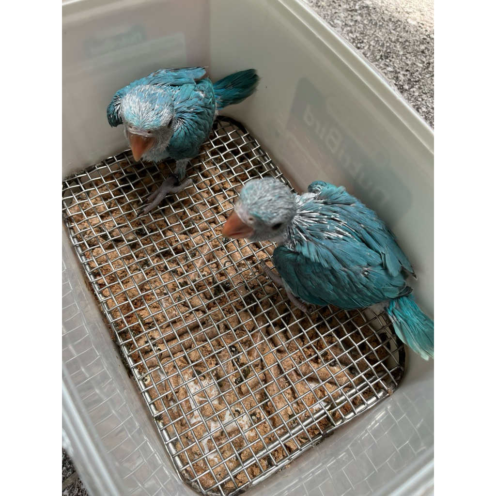 baby Indian ringneck blue