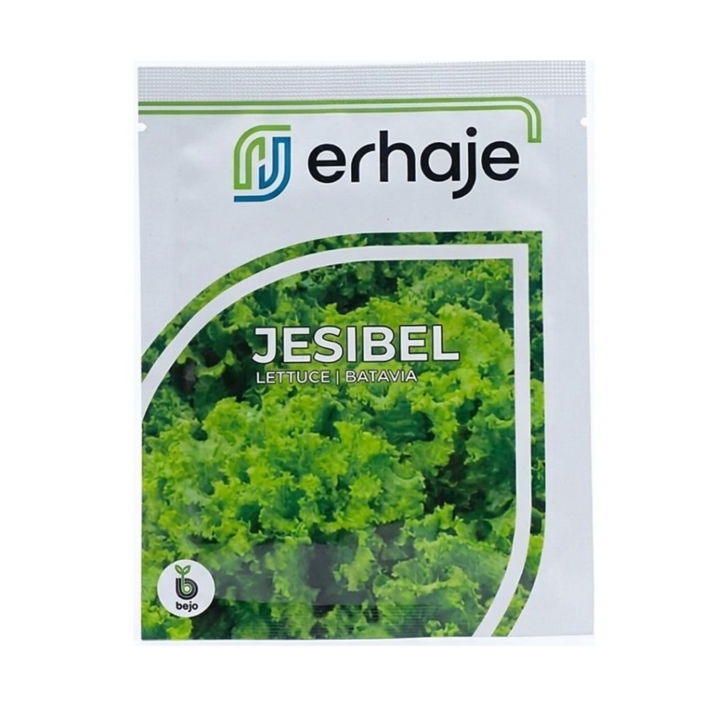 Benih Bibit Selada Jesibel 1000 Biji Bejo Batavia Lettuce Hidroponik