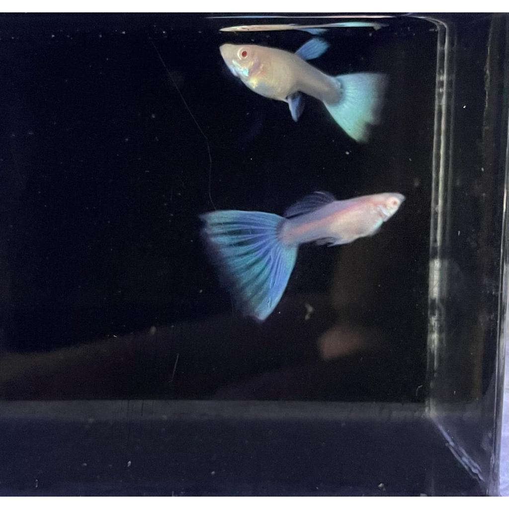 Ikan guppy blue sky albino GRADE