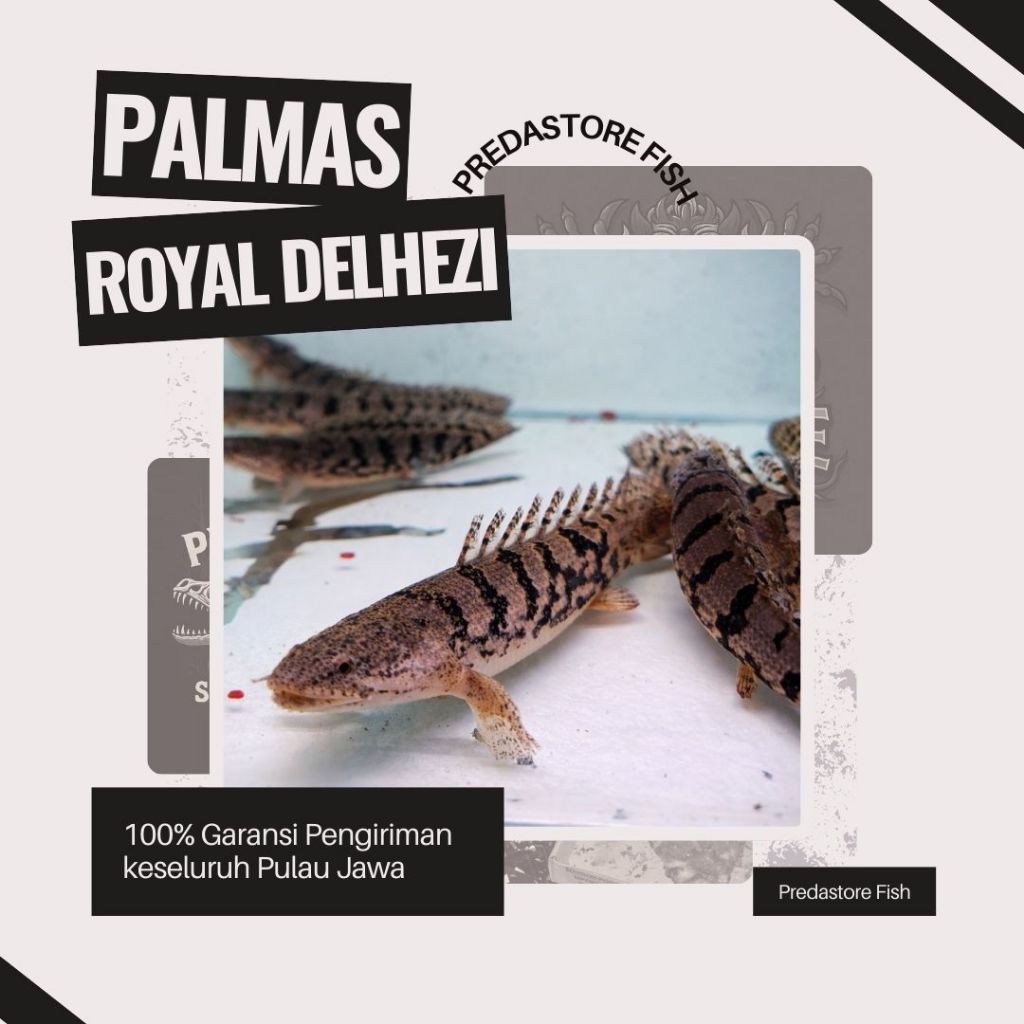 Terlaris Palmas Delhezi Ikan Sehat - 100% Garansi Pengiriman