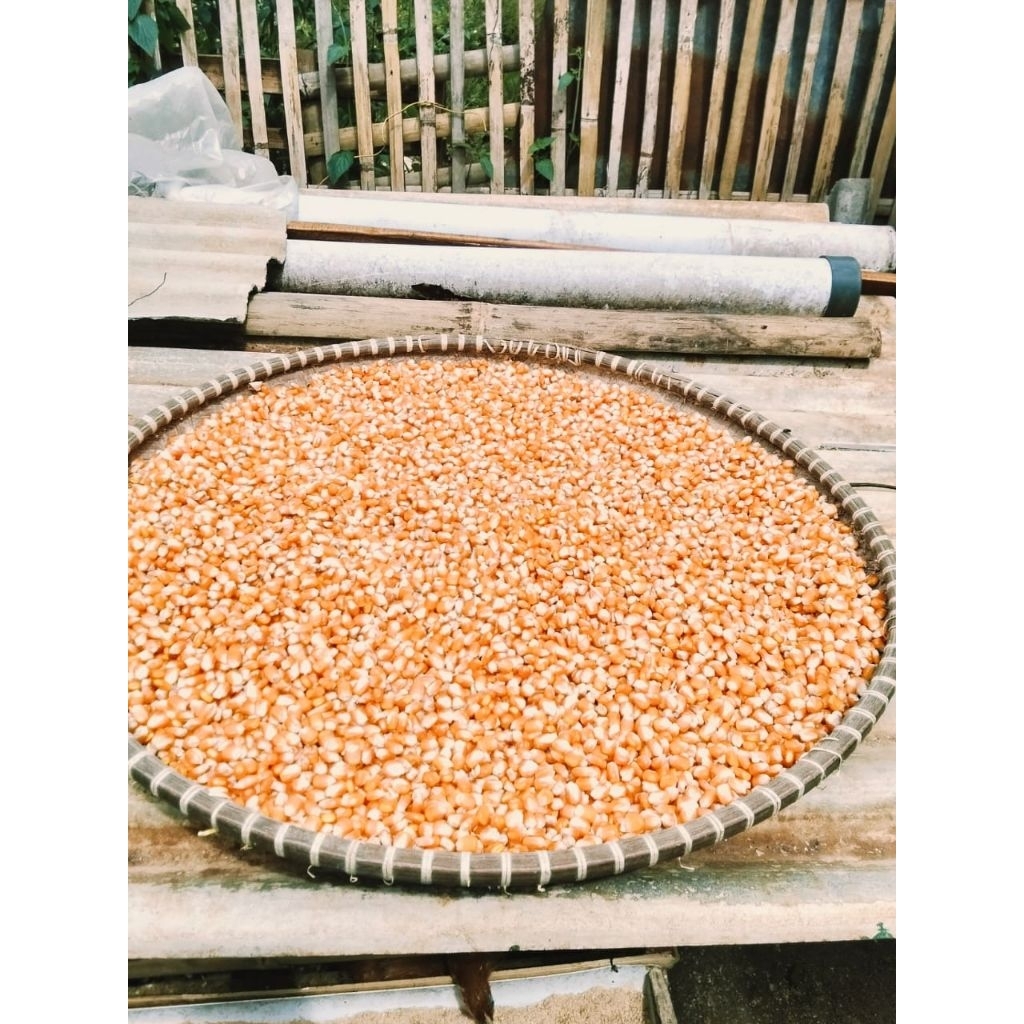 jagung pipil kering