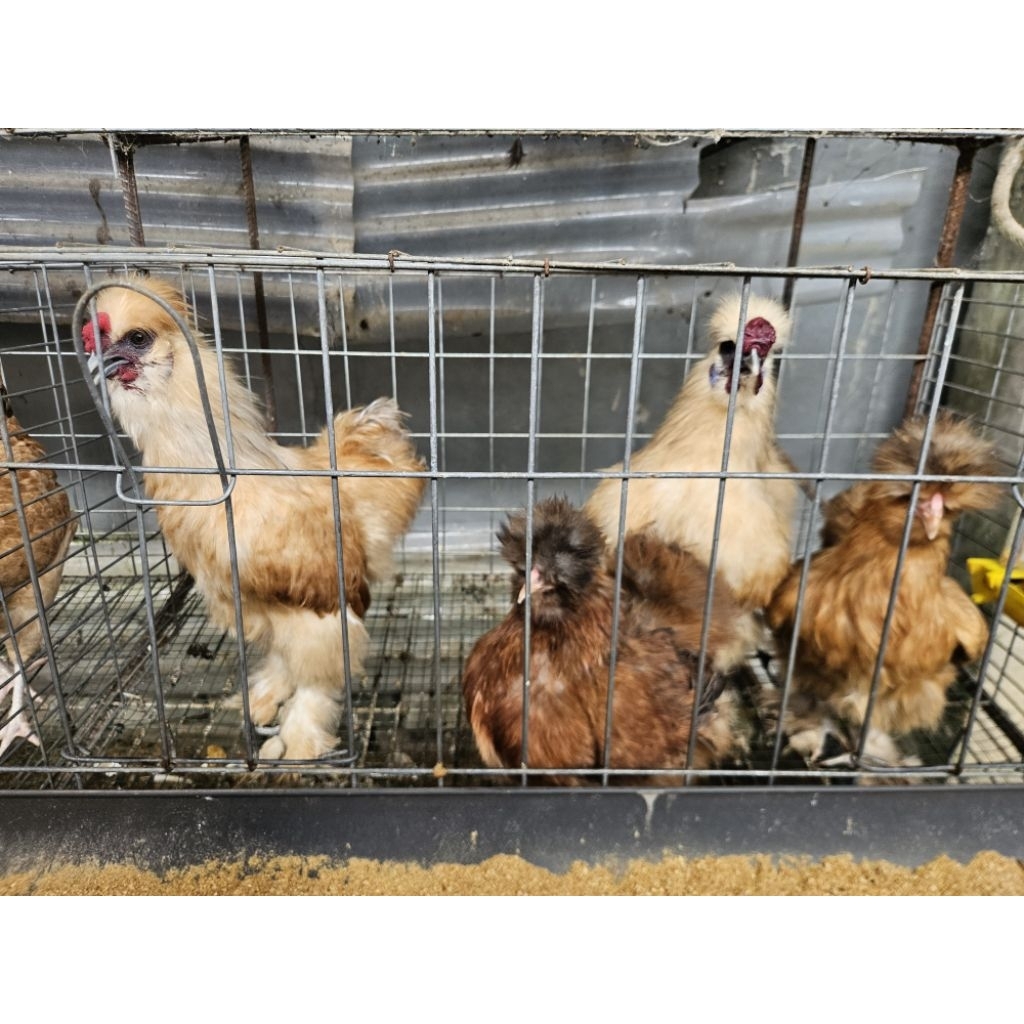 Ayam Hias American Silkie Usia 1-5bulan Ayam kapas silky Harga per Ekor