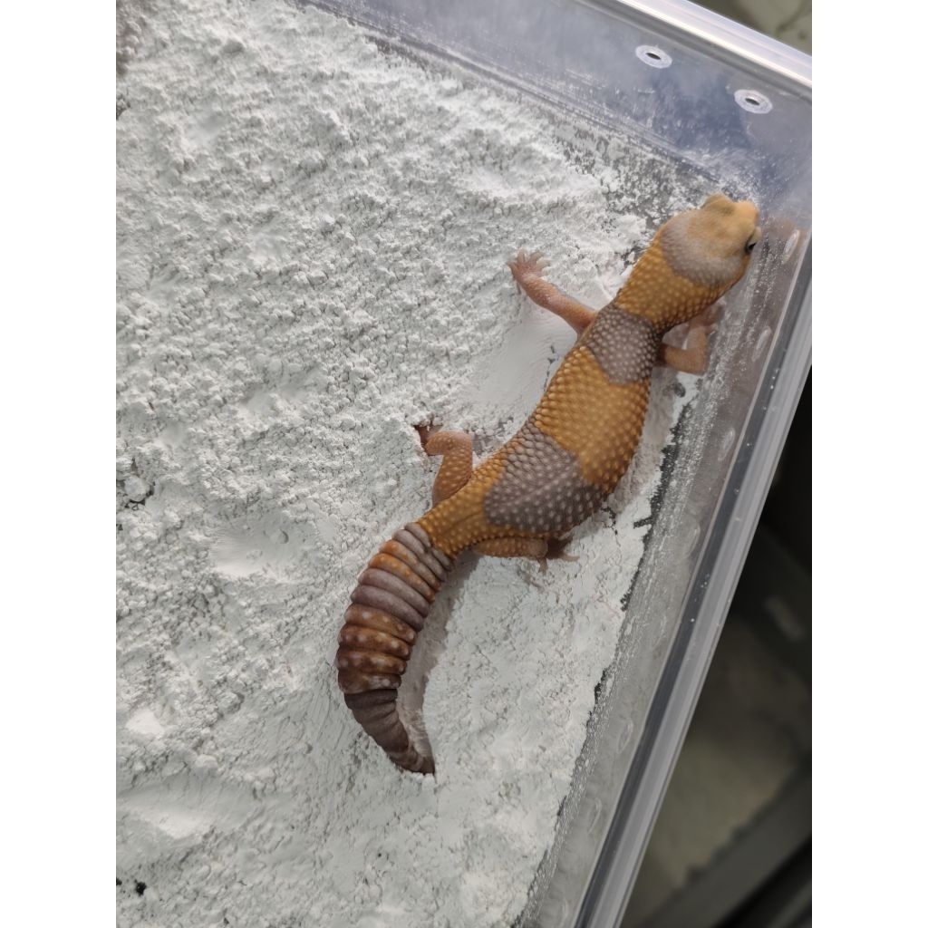 aft african fat tailed gecko tangerine amel ph oreo adult female