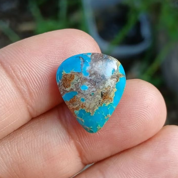 pirus persia biru ceplok