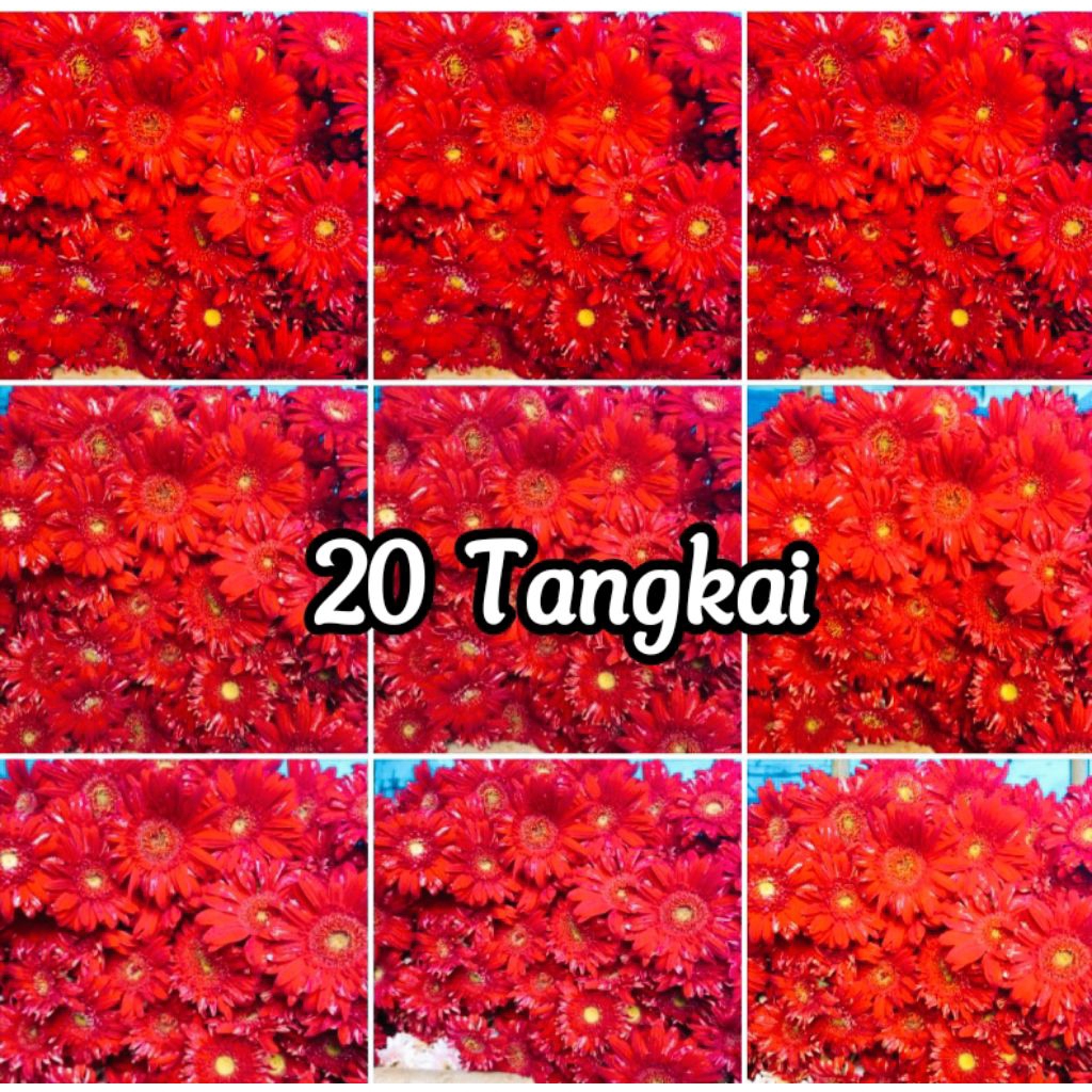 Bunga Garbera Merah B.C.D  Asli fresh 1 ikat.