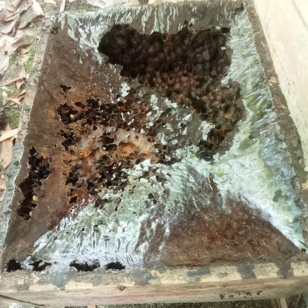 Propolis trigona itama