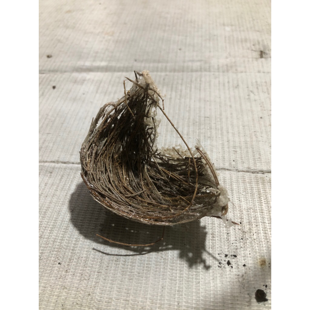 sarang burung sriti