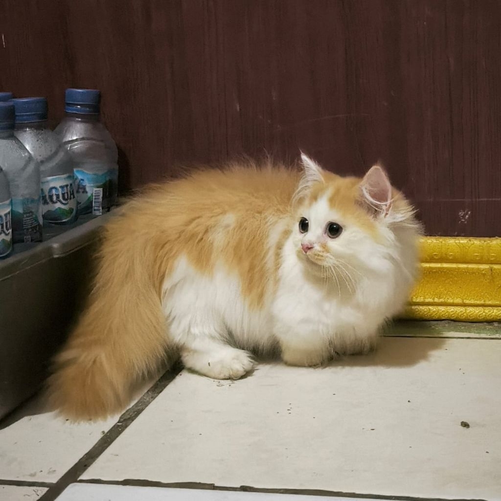 Kucing  Persia Anggora Himalaya Ragdoll Kitten Anak Kucing