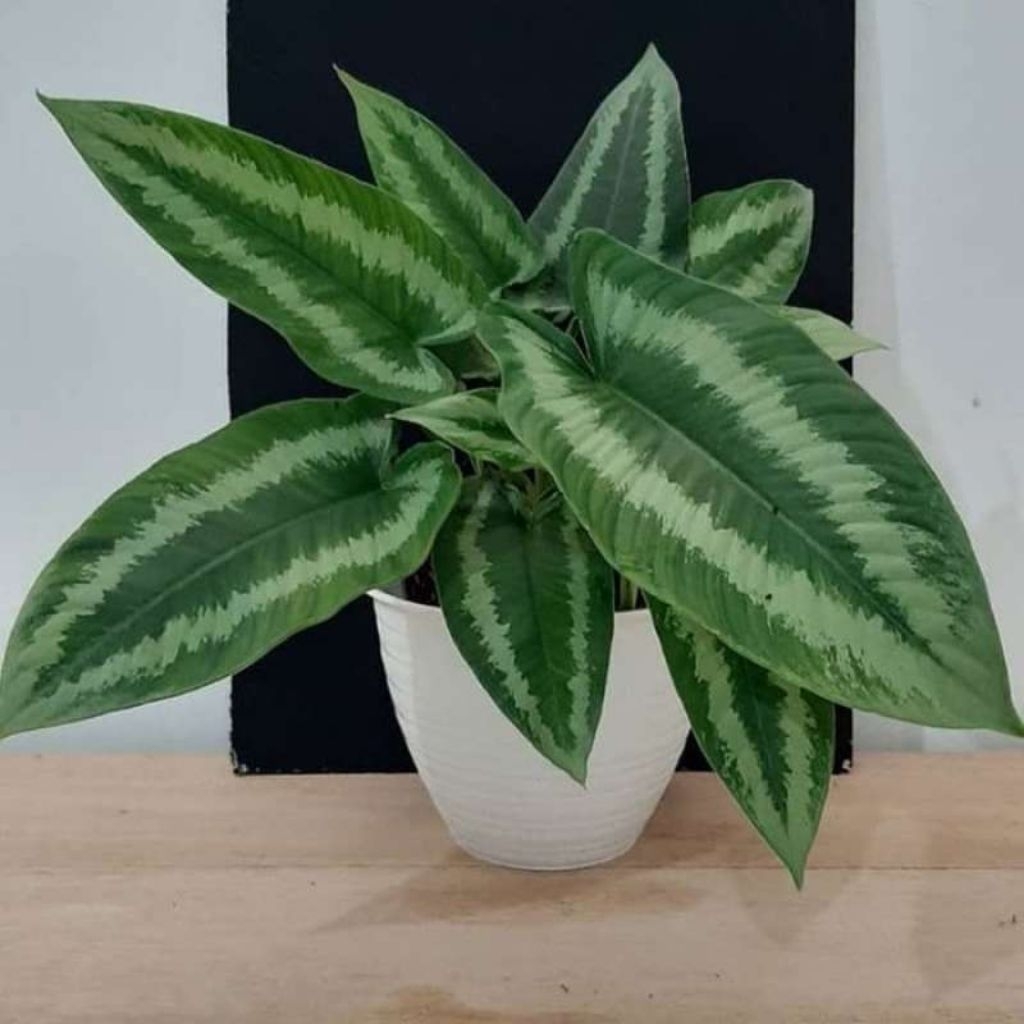 Jual Tanaman Hias Homalomena Schismatoglottis Hainanensis Di Seller Florist Katusba