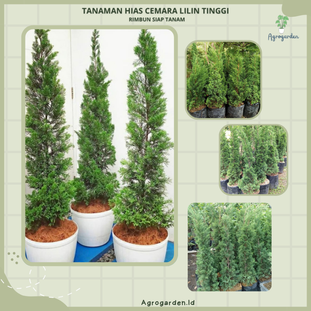 Tanaman Cemara Lilin Besar Tinggi 50 cm Rimbun - Tanaman Hias Cemara Lilin Rimbun - Pohon Cemara Lil