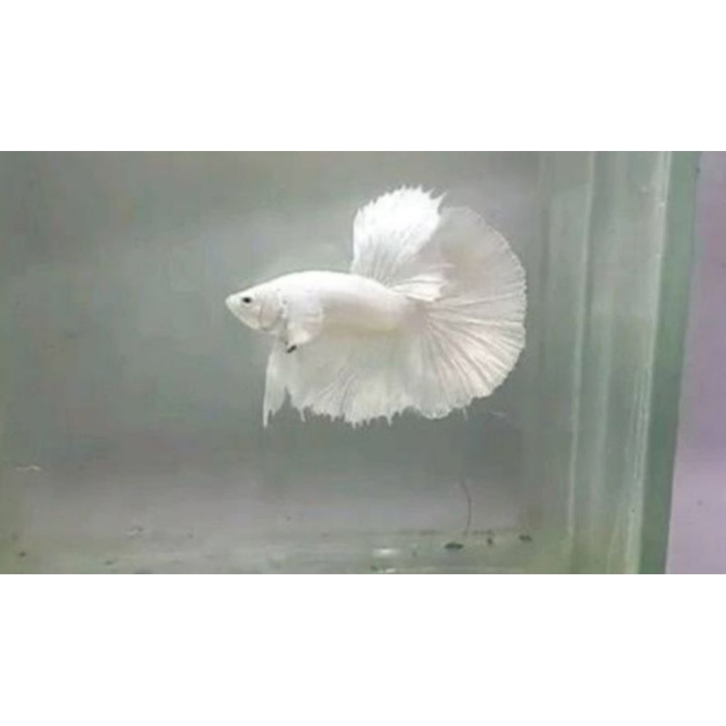 Ikan Cupang Plakat Koi Multicolour Galaxy dengan Warna Acak