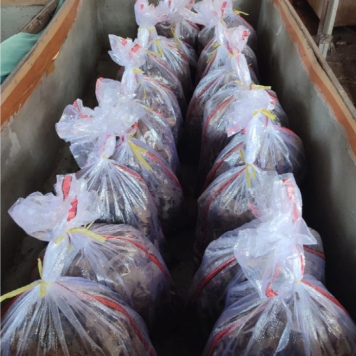 Jangkrik Alam Hidup Karungan Jangkrik Hidup Alam Karungan 1KG 1 Kilogram Jangkrik karungan pakan ala