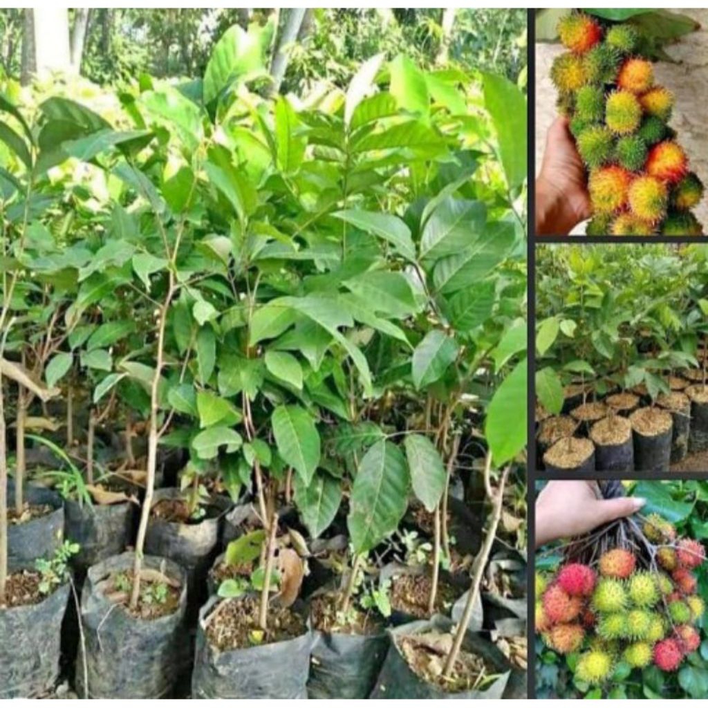 Paket 2 bibit Rambutan Binjai & Rambutan Bangkok