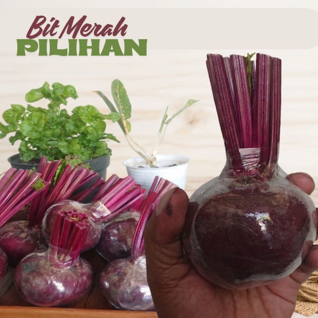 Harga 1 Kg Buah Bit Organik Beet Merah Segar Beet Root FRESH
