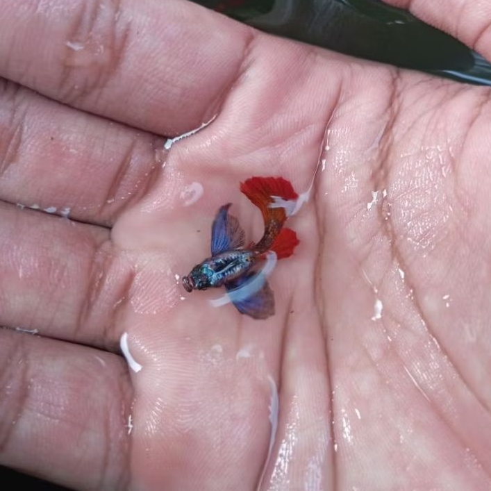 Hiasan Aquarium 1 Pasang Guppy PRTDE