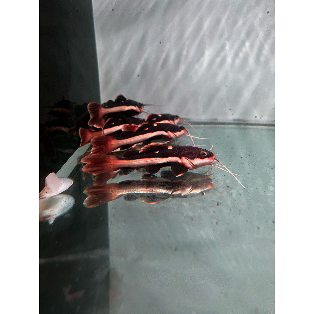 ikan hias RTC size 9-10cm peniriman hanya instan