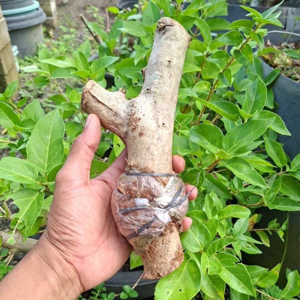 bonsai sancang hasil cangkok