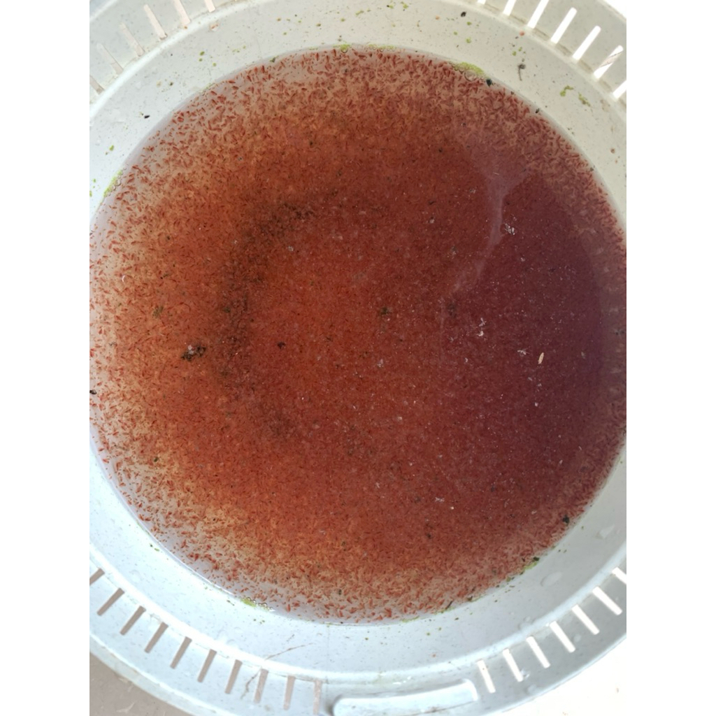 Daphnia magna, kutu air raksasa