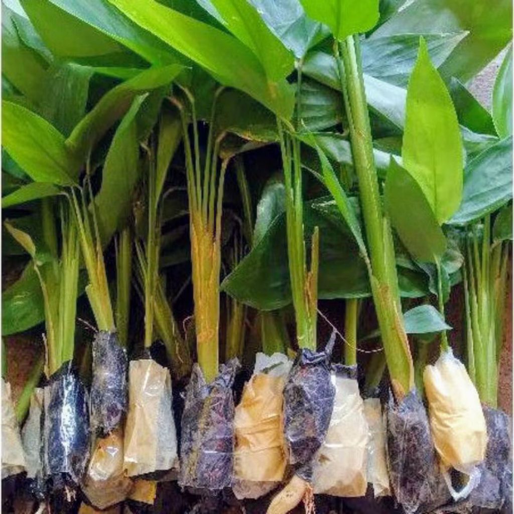 tanaman umbi garut siap tanam umbi garut irut