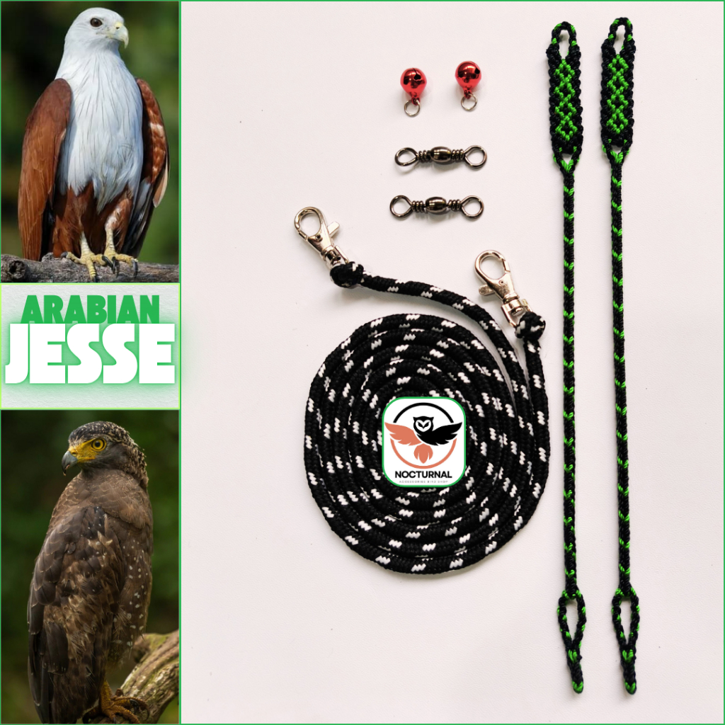 Arabian Jesse burung hantu dan elang Bondol, BK, Tyto alba, Obay, Bido, dan Peregrine Tali angklet a