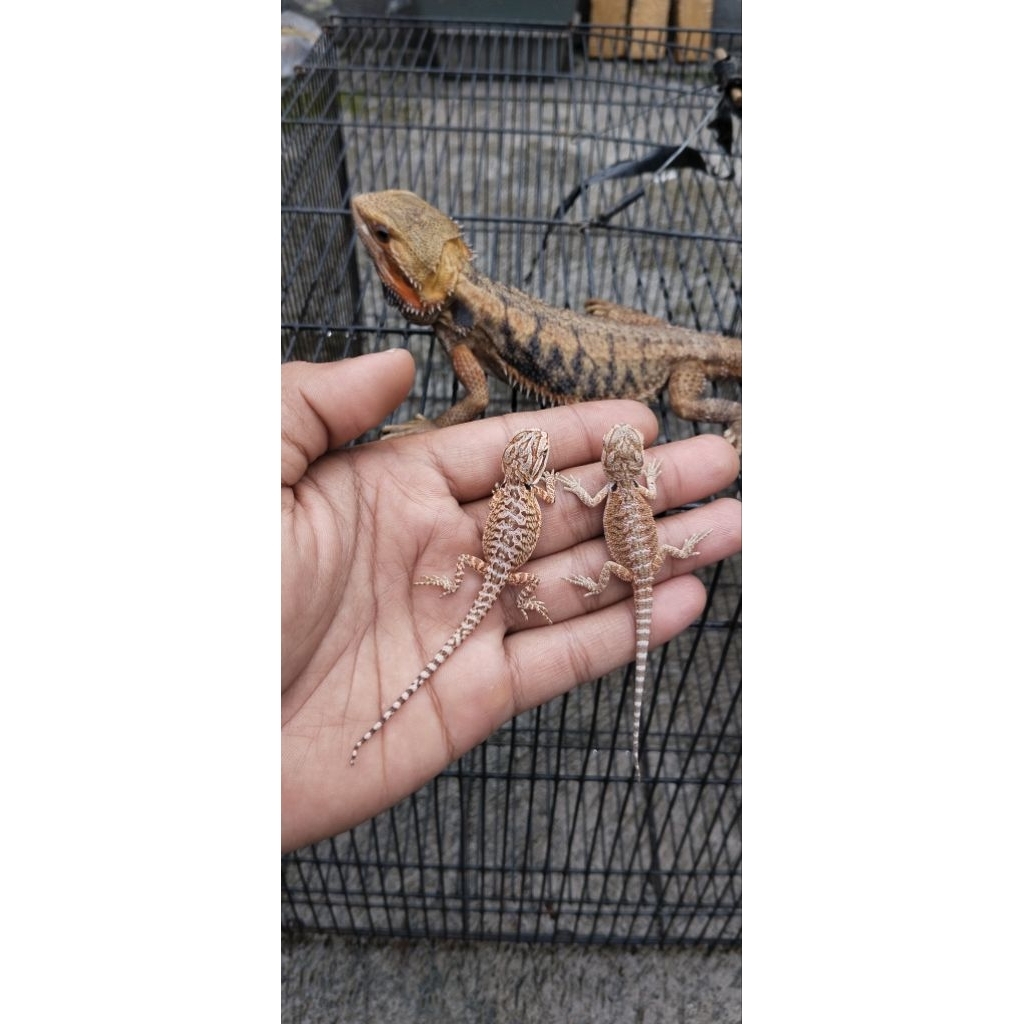 Mainan bearded dragon