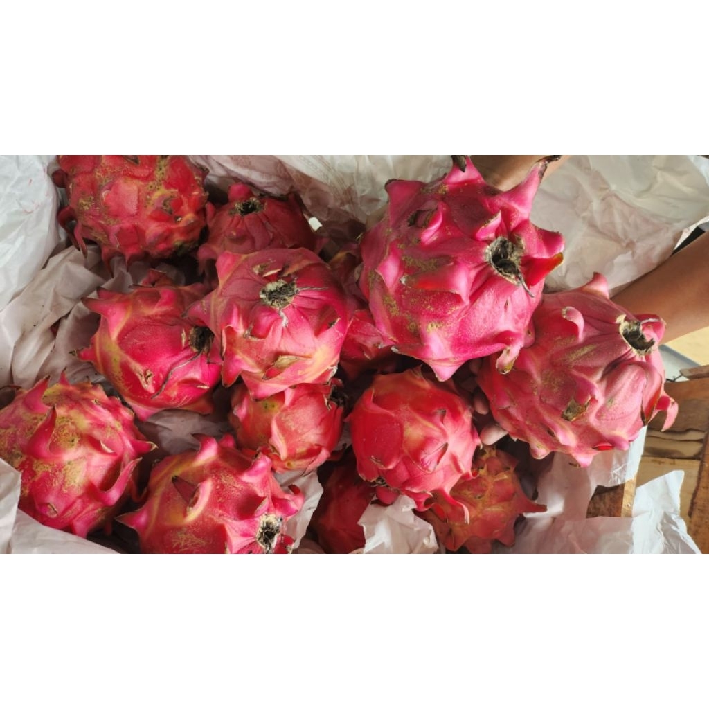 Buah Naga Merah 1kg