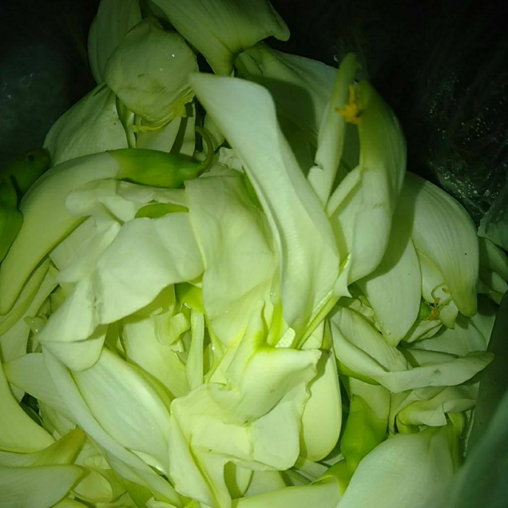 Sayur Bunga Kembang Turi Putih