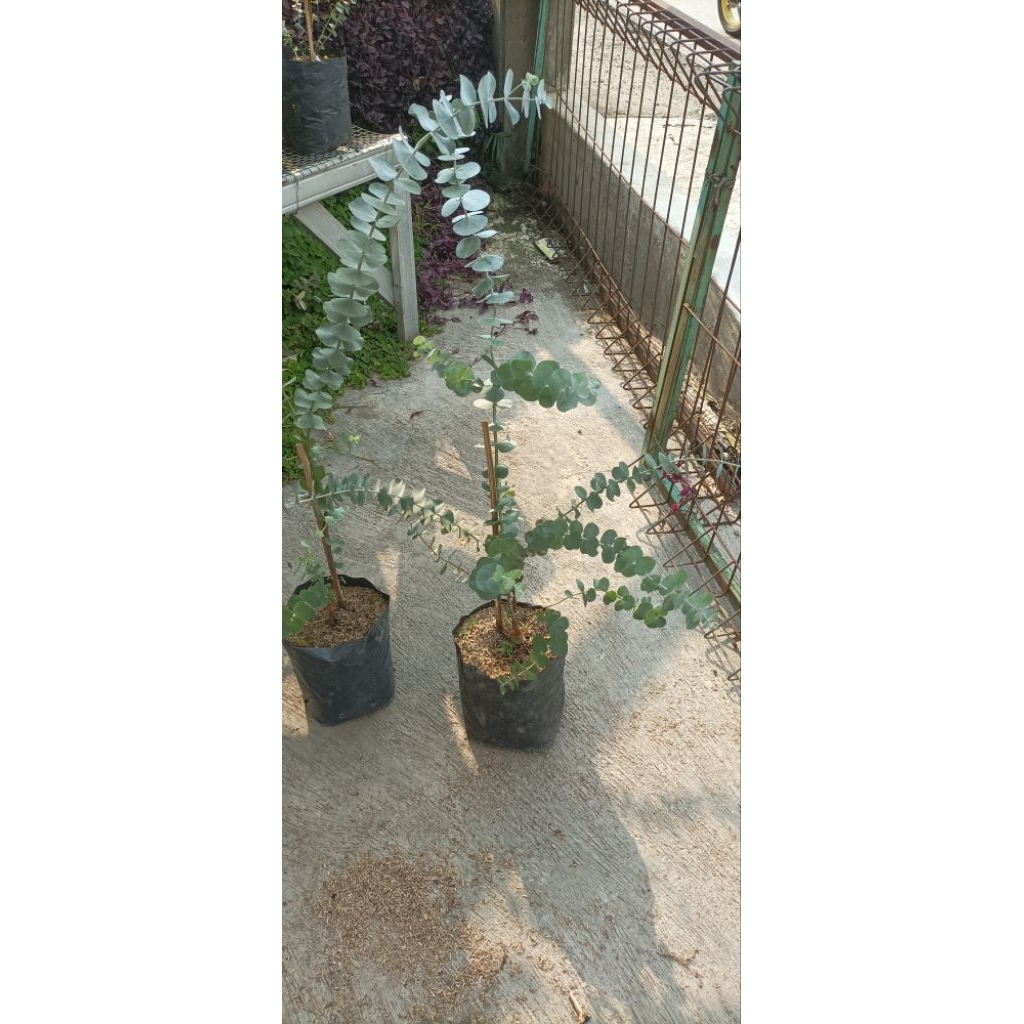 tanaman pohon Eukalyptus silver dolar asli wangi, aroma therapi