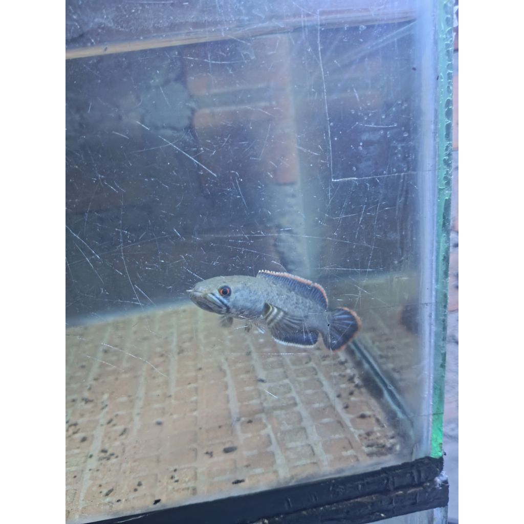 baby limbata wc