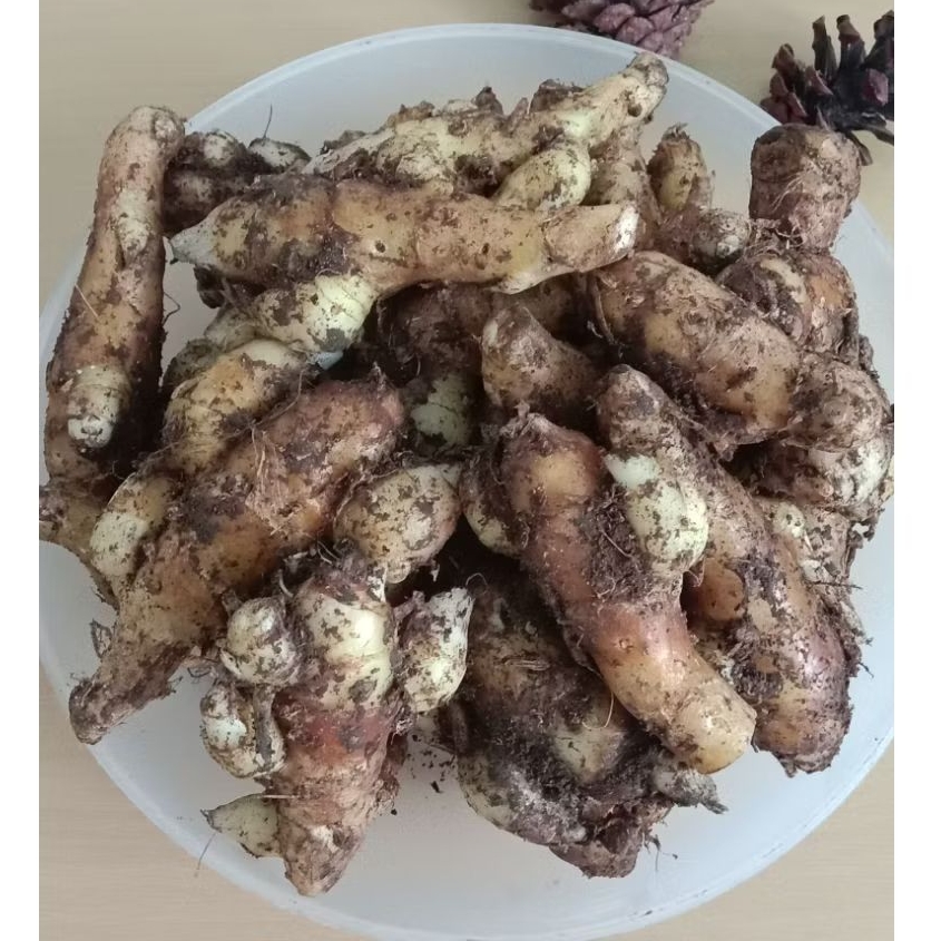 Kencur Segar 1kg/Kencur Segar 500gram