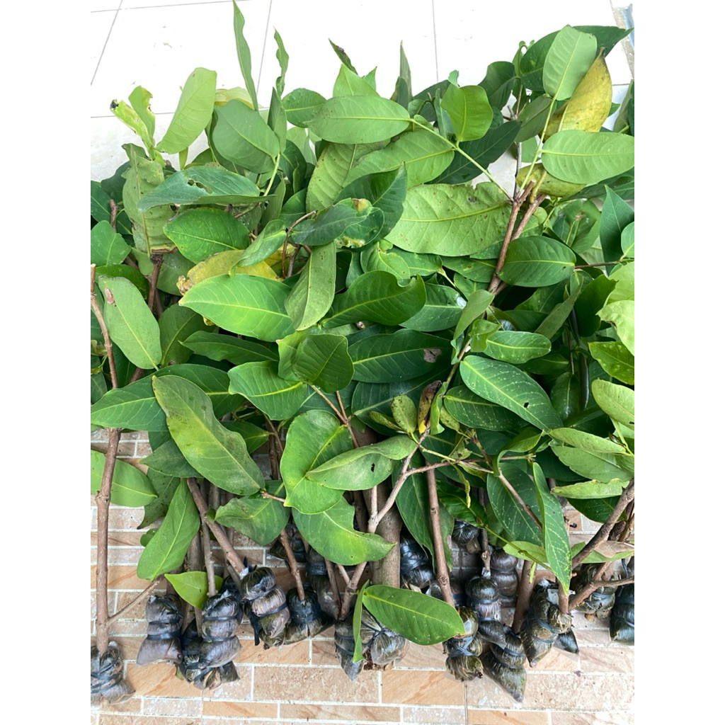 Potong cangkok Jambu air green giant