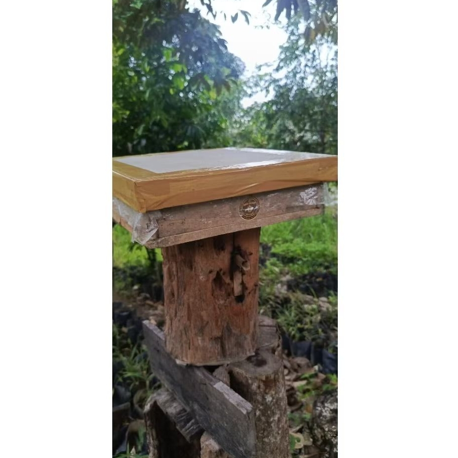 Koloni trigona itama log+toping sudah full madu