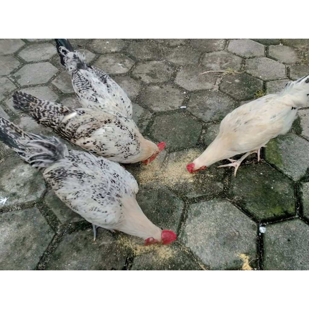 Ayam Arab Jantan Dewasa