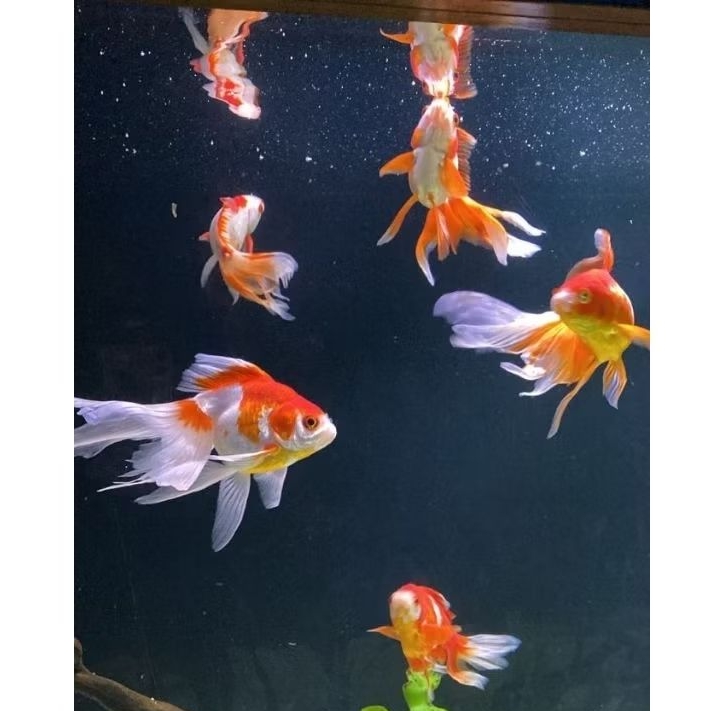 PROMO MURAH ikan koki oranda 10pcs untuk hiasan akuarium
