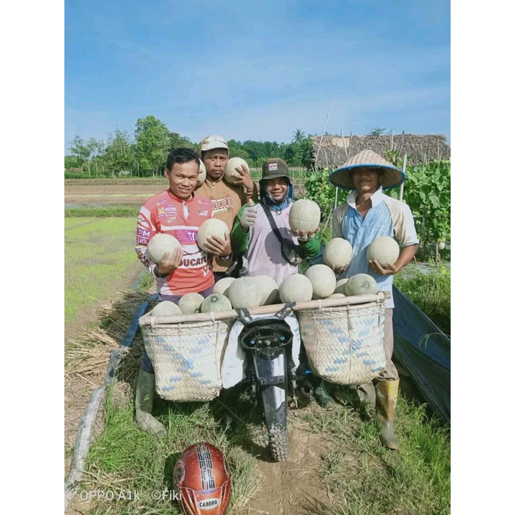 Benih Bibit Melon Madu Gracia F1, Melon Unggul Berkulitas (Pangganti benih Alina OFF tidak produksi 