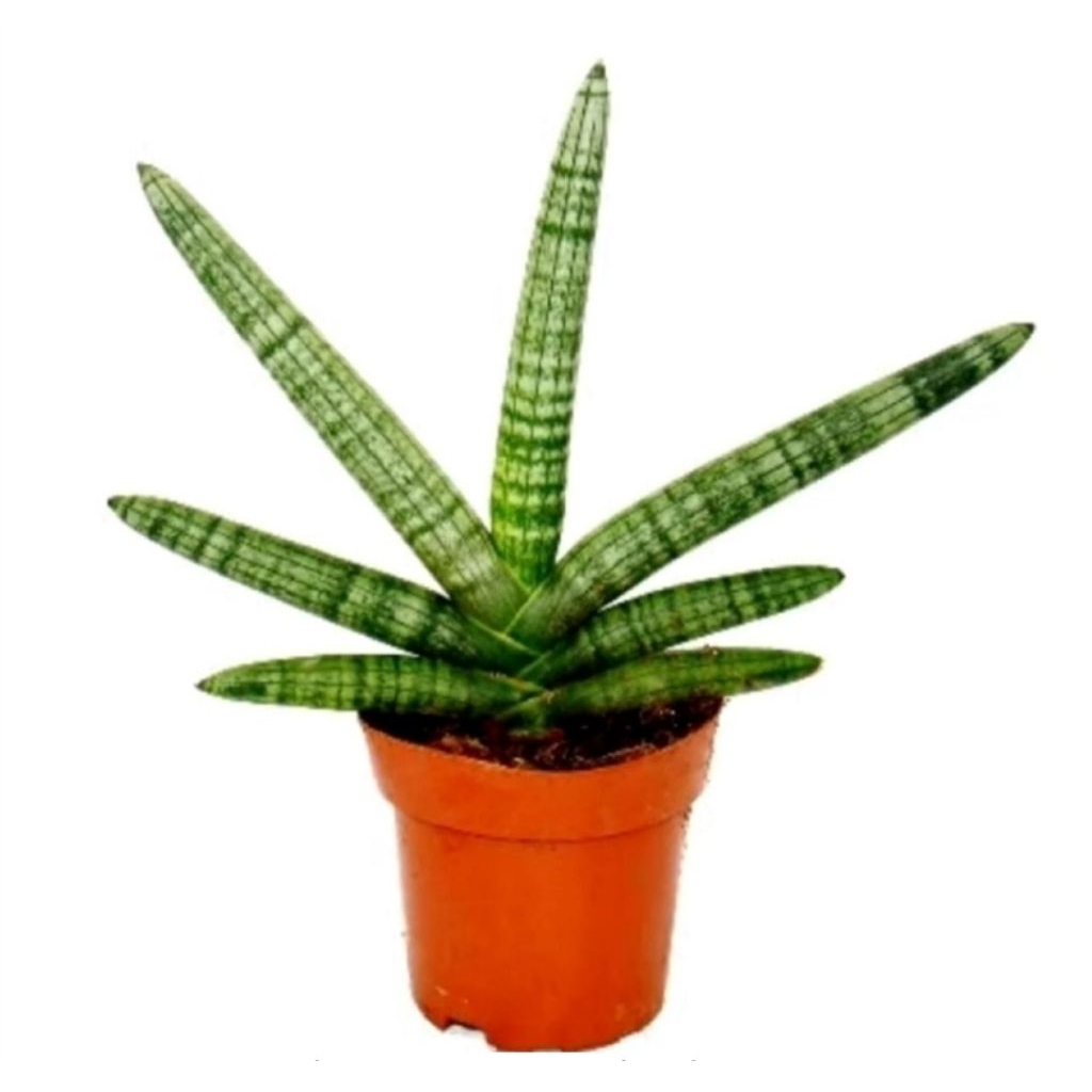 SANSIVIERA CYLINDRICA, SANSIVIERA BONCEL