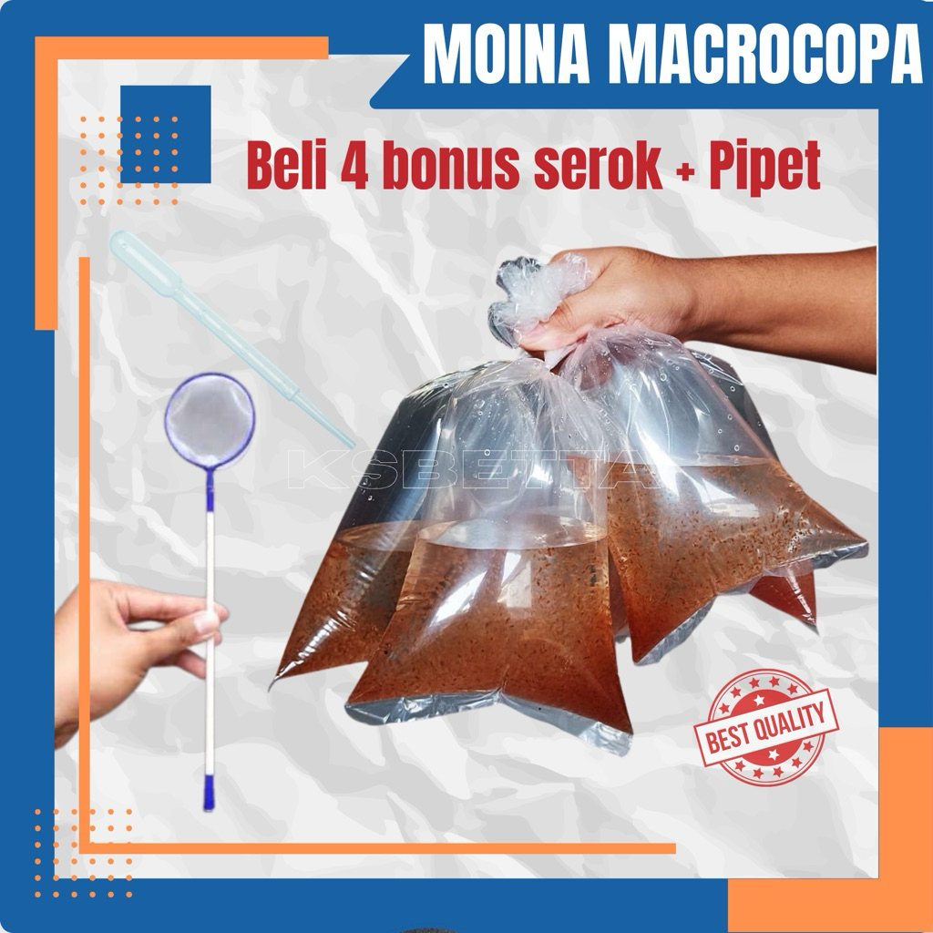 starter kutu air moina macropopa