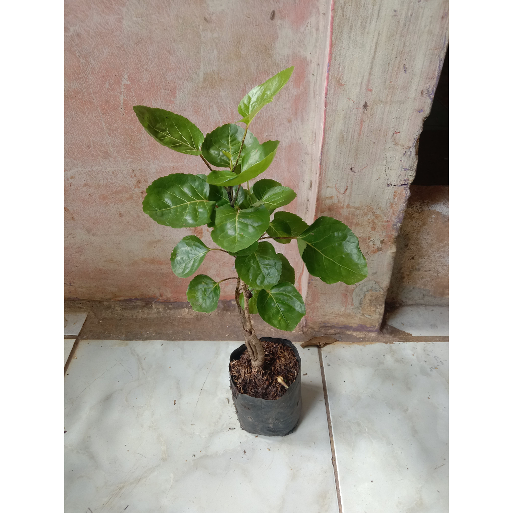 bibit kembang mangkokan