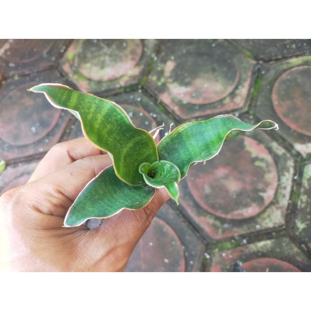 BIBIT TANAMAN HIAS SANSEVIERIA BLACK ROSE VARIGATA