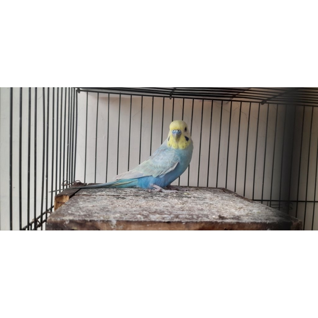 Burung Parkit Lokal Mutasi Oppalin FBG Cobalt warna seperti Rainbow Parkit